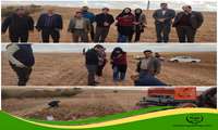 اجرای طرح P.V.S گندم در مزارع کشاورزان پیشرو شهرستان خدابنده با هدف معرفی ارقام مختلف گندم